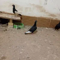 ۲تا جوجه قره سیاه و سوری و سبز آلمانی