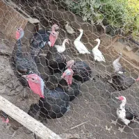 بوقلمون