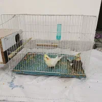 عروس هلندی جفت|پرنده|سبزوار, غرب نیروگاه|دیوار