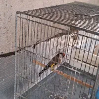 سره نر ه قیمت  ۳۵۰۰۰ تومان|پرنده|نسیم‌شهر, |دیوار