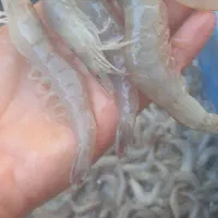 میگو پرورشی  تازه