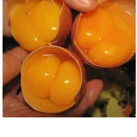 تخم مرغ(دو زردە)محلی،درشت وزن بالا