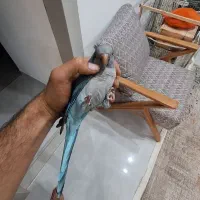 طوطی راهب نر|پرنده|علی‌آباد کتول, |دیوار