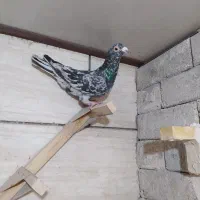 ۳ تا کفتر نر تیله مار