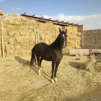 اسب عرب اصیل