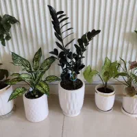 گل‌ها آپارتمانی مناسب و شاداب