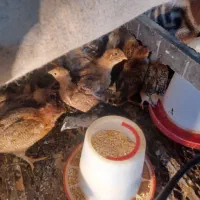 فروش جوجه یک ماهه گلپایگان یک ماهه ۶۰عدد