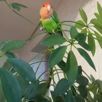 فروش ۳عددطوطی برزیلی زرنگ همراه قفس وآبخوری