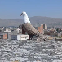 ماده کربلایی