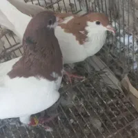 شصتی سرخ نر باماده