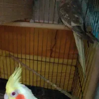 تعدادی طوطی عروس لوتینو و طویی|پرنده|ساری, |دیوار