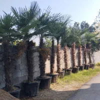 پالم.یاس.چمن