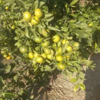 نارنگی به صورت عمده