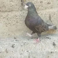 کبوتر پلاکی|پرنده|شیراز, داریون|دیوار