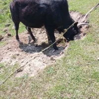 گاو ورزا ج ن گی یقه زن