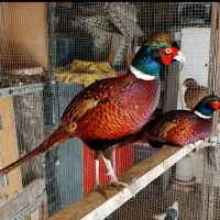 مرغ و خروس امریکایی بالغ