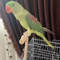 شاه طوطی سخنگو|پرنده|یزد, |دیوار