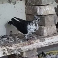 کفتر سینه باز قاره|پرنده|کرمانشاه, |دیوار