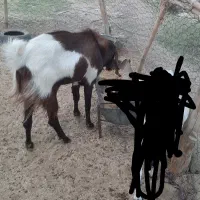 بز پاچن فروشی