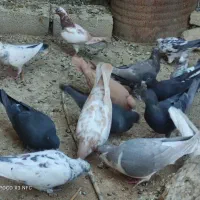 فروش یا معاوضه کبوتر با پرنده