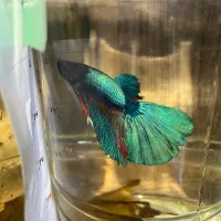 ماهی فایتر هافمون|ماهی|قدس, شهر‌قدس|دیوار