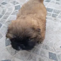 سگ پا کوتاه اتاقی