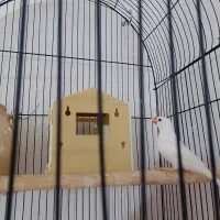فنچ نرگسی