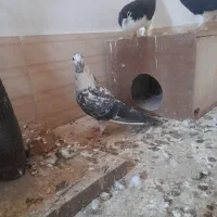 کبوتر|پرنده|خلیل آباد, |دیوار