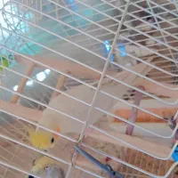 عروس هلندی|پرنده|خرمدره, |دیوار