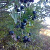 ولیک جنگلی ارگانیک