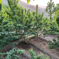 باغ۳۵۰متر جاده چالوس کیلومتر۳۵|فروش زمین و ملک کلنگی|آسارا, |دیوار