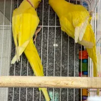 ملنگو مولد لوتینو سالنی و‌شاه طوطی