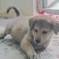 سگ گرگی