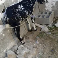 بزپنجاب دورگ آپس بز محلی شیری