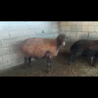 گوسفند هترو