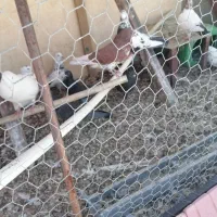 کبوتر|پرنده|اصفهان, حصه جنوبی|دیوار