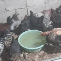 مرغ وخروس گلپایگانی|حیوانات مزرعه|مسجد سلیمان, |دیوار