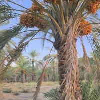 معاوضه نخل قصب ثمری با زمین در جای خوب