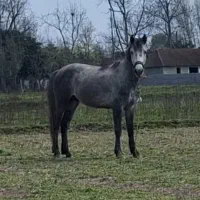 اسب|اسب و تجهیزات اسبسواری|ماسال, |دیوار