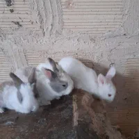 جوجه خرگوش تازه علف خوارشدند دانه ۲۰۰شهرک رجایی|موش و خرگوش|مشهد, اروند|دیوار
