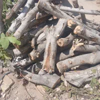 هرس کاری و چوب بری،تنگ چنار، ارنان،گاریز، مهریز