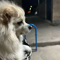 سگ پامر