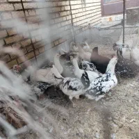 مرغ لری پنگونی|حیوانات مزرعه|پیر بکران, |دیوار