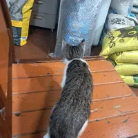 بچه گربه|گربه|رشت, کوی جام جم|دیوار