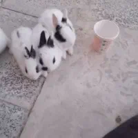 فروش بچه خرگوش وجوجه|موش و خرگوش|اراک, |دیوار