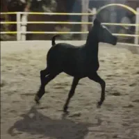 کره مادیان|اسب و تجهیزات اسب‌سواری|مرادلو, |دیوار