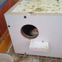 فروش عروس هلندی