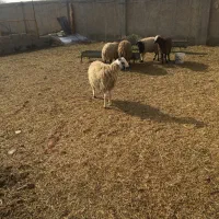 بره نر|حیوانات مزرعه|معصومیه, |دیوار