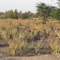 نهال الوئه ورا