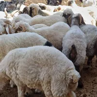 مرکز فروش کهره و بره